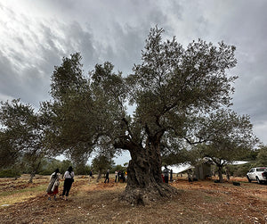 Turkey: The Unexpected Olive Power