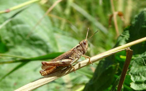 The very idea of eating bugs is going to make most people feel queasy from the get-go