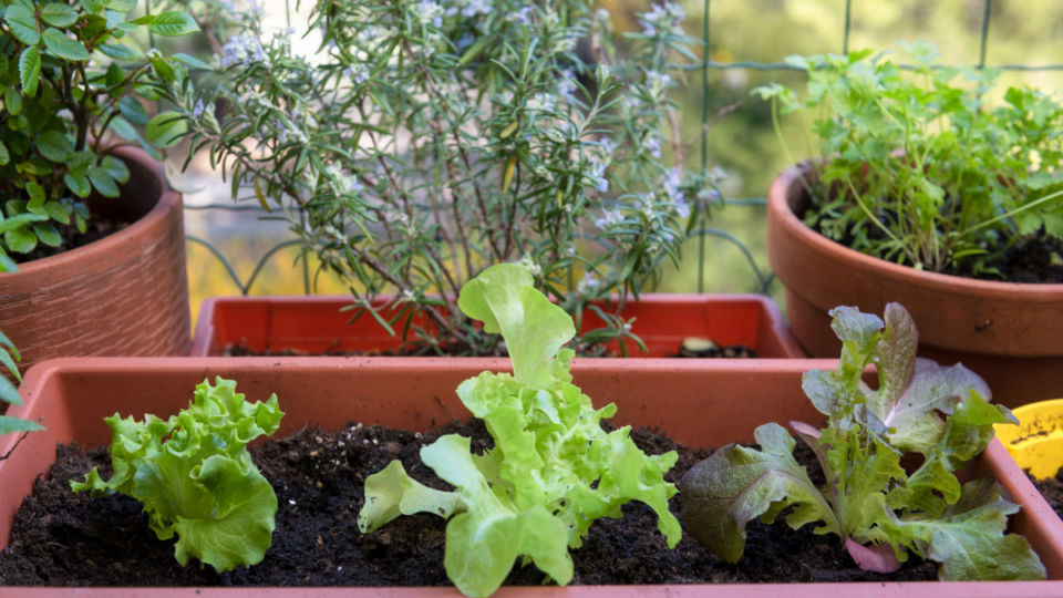 7 Fruits and Veggies That’ll Grow Big in Small Garden Spaces