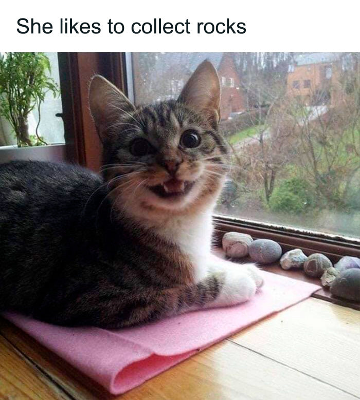 This Facebook Page Is Collecting 79 Of The Funniest Cat Pics And Memes That Deserve To Be Seen