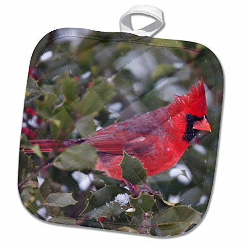 3D Rose Northern Cardinal Male in American Holly Tree in Winter-Marion Co. Il Pot Holder, 8 x 8