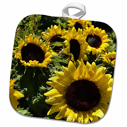 3D Rose Field of Sunflowers Pot Holder, 8" x 8"